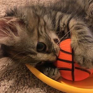 Meet your Posher, Hiromi